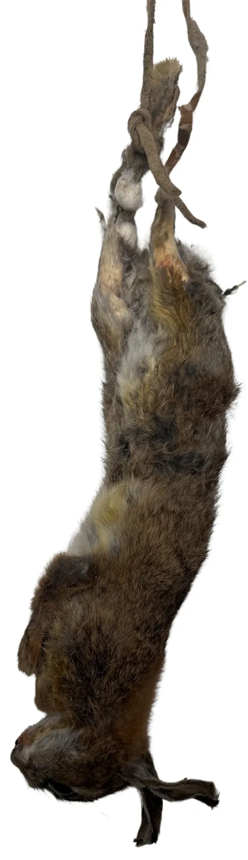 Taxidermy Hanging Dead Rabbit - A