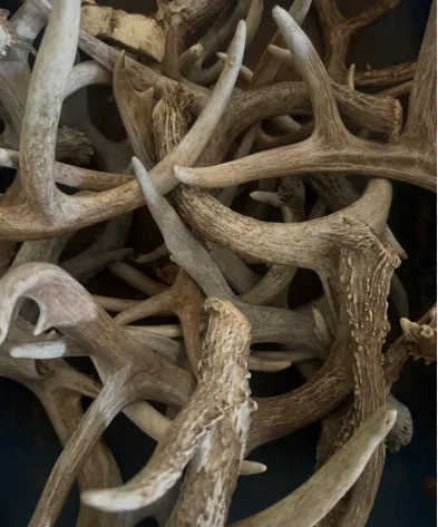 Assorted Antler Sheds