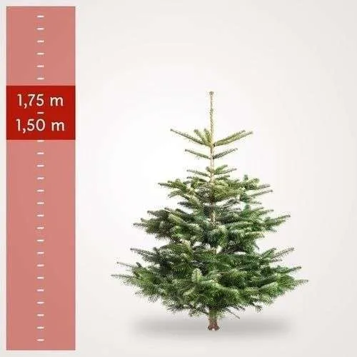 Medium Christmastree 150cm