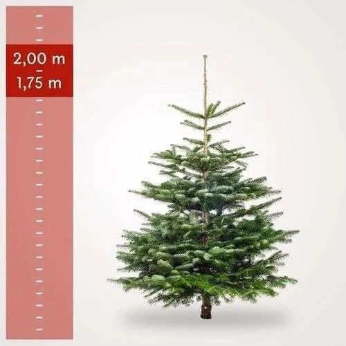 Large Christmastree 180 cm