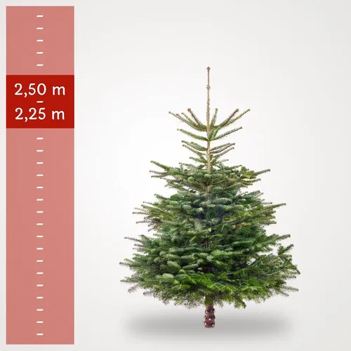 XL Christmastree 250 cm 