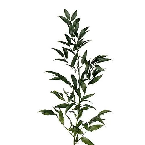 Italian ruscus