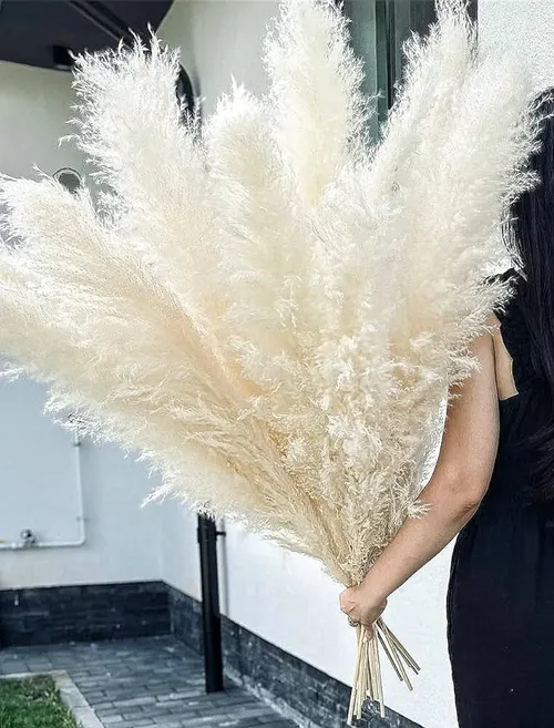 Pampas grass tall