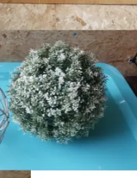 Boxwood Ball