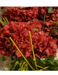 Red Hydrangeas 