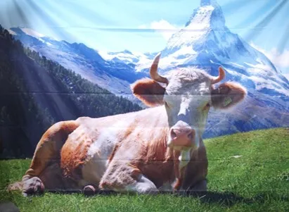 Visual cow in swiss mountains 3x2m