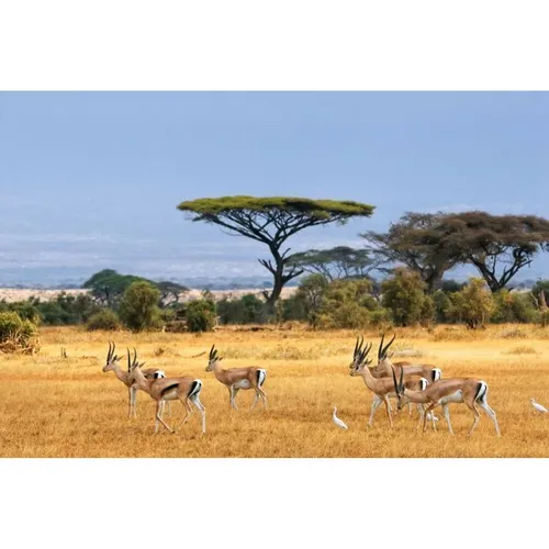 Safari - Visual Gazelle 3x2m