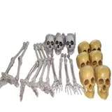 Fake human bones