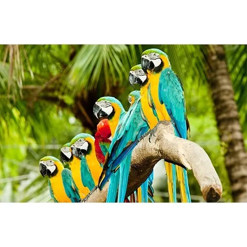 Tropical - Visual Macaws 3x2m
