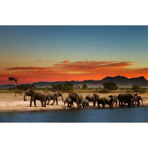 Safari - Visual Elephants Sunset 3x2m