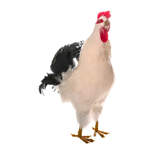 White Rooster