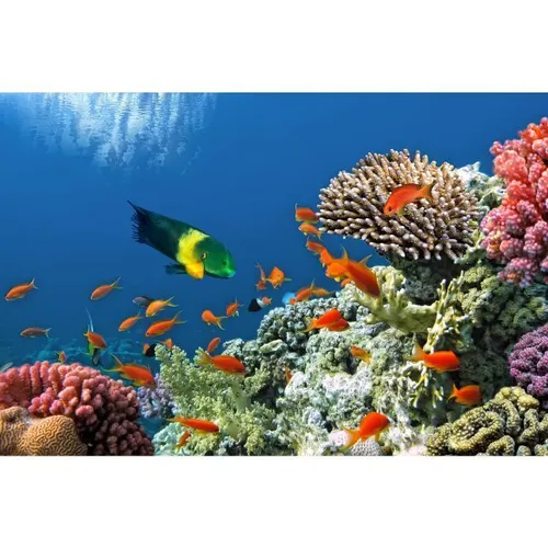 Aquarium - Visual Fish 3x2m