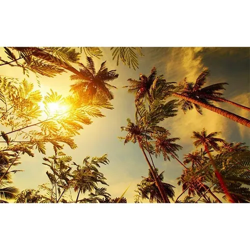 Tropical - Visual Sunset Palmtrees 3x2m