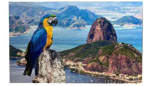 Poster - Brazilian parrot 120x80cm