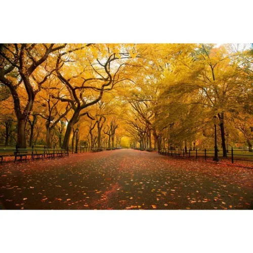 Retro - Visual American Elm Street 