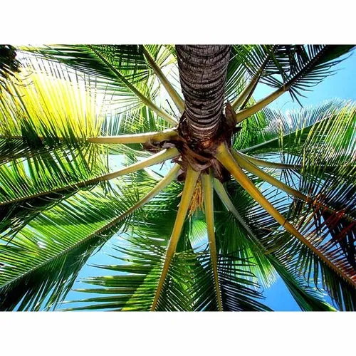 Tropical - Visual Palmtree 3x2m