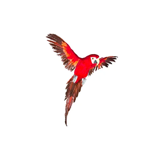 Red parrot