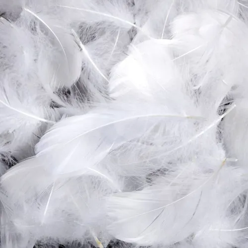 Small White Feathers