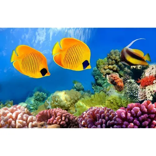 Aquarium - Visual Yellow Fish 3x2m