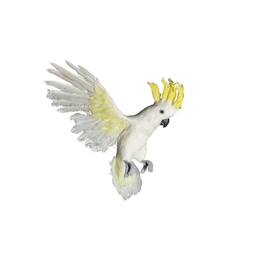 White cockatoo