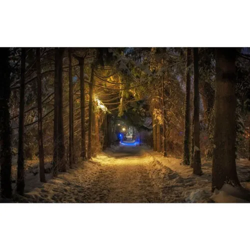 Visual Through the Woods