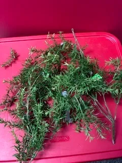 Fake Green Herbs