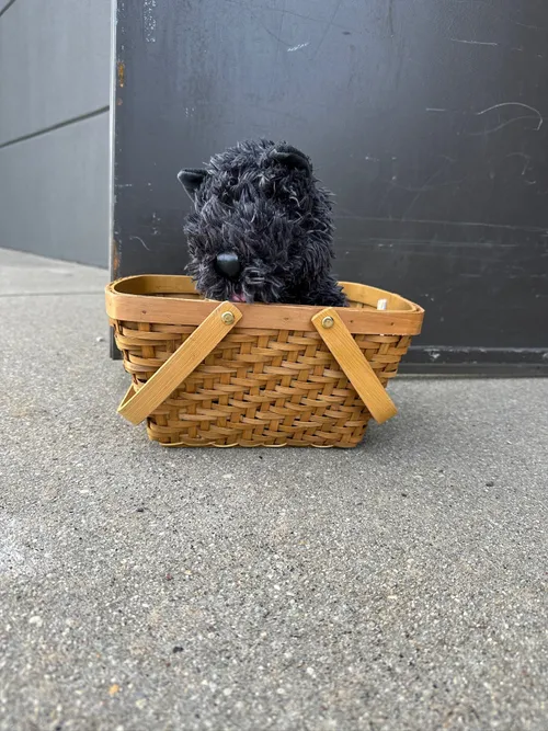 Toto Basket