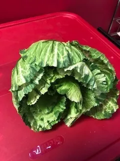Fake Lettuce