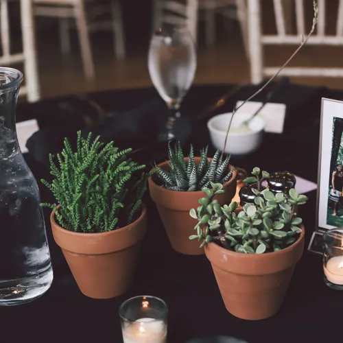 Basic Terracotta Pot