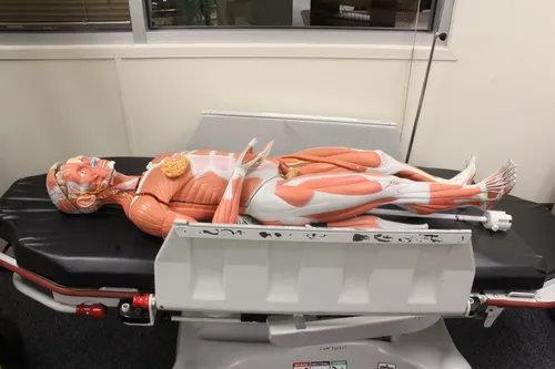 Medical Anatomical Body