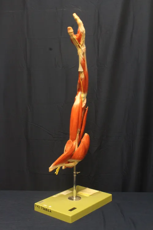 Medical Anatomical Arm On Stand