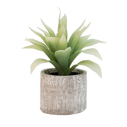 Grey pot succulent 