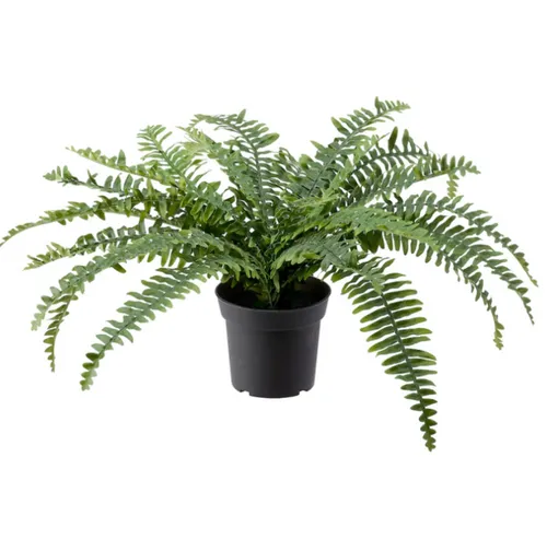 Fern