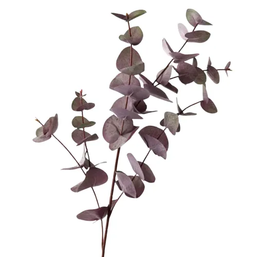 Eucalyptus Sprey Purple 86cm