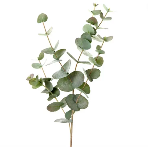 Eucalyptus branch 80cm