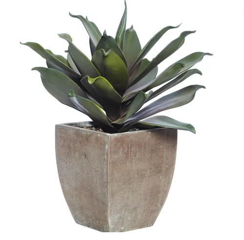 Agave timber pot plant lge