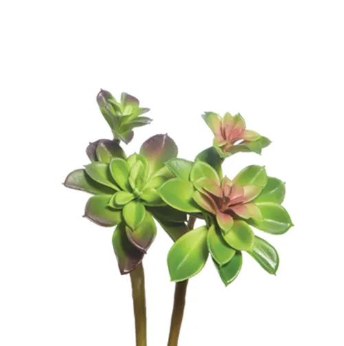 Succulent Stem Pink Green
