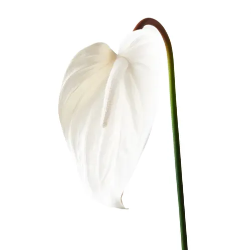 Anthurium White Stem 74cm