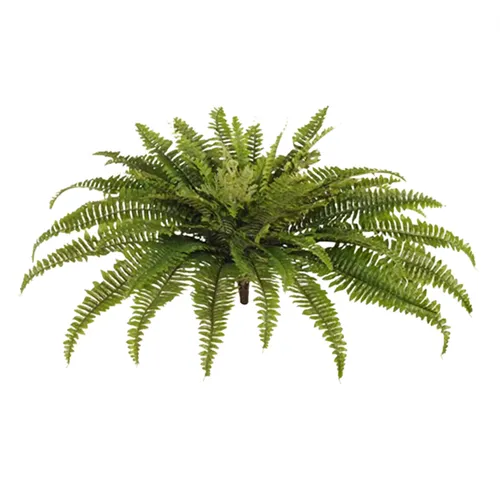 Boston Bush Fern Large 109cm W
