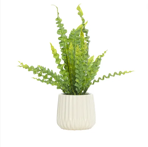 Wiggly fern in white pot