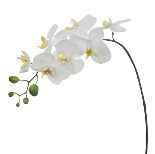 Orchid white Stem