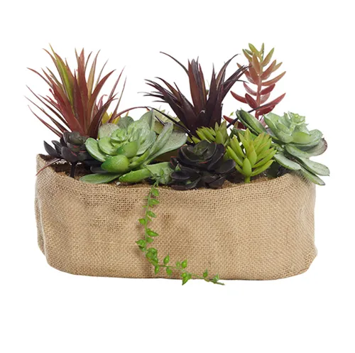 Succulent in hessian pot oval