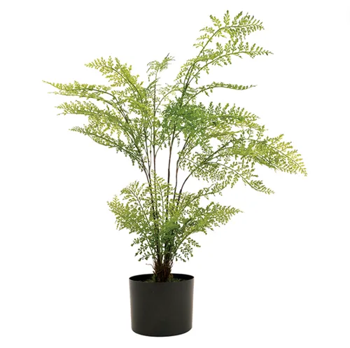 Potted maidenhair wide 61cm
