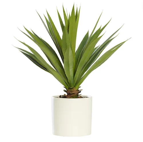 Agave plant in white cylinder pot sml