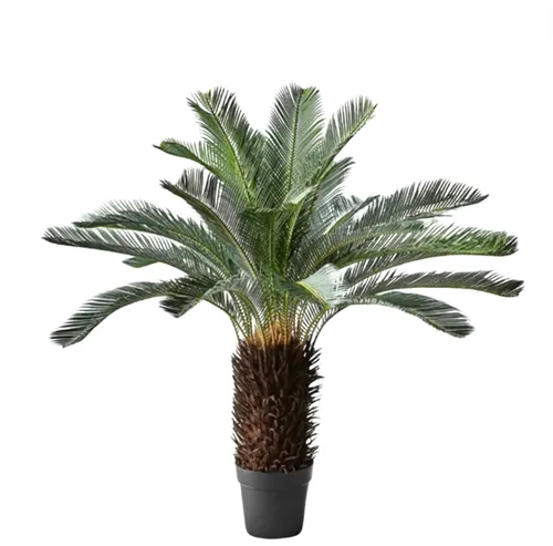 Palm Cycad 110cm