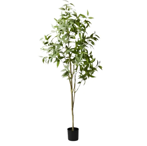Eucalyptus Tree 200cm