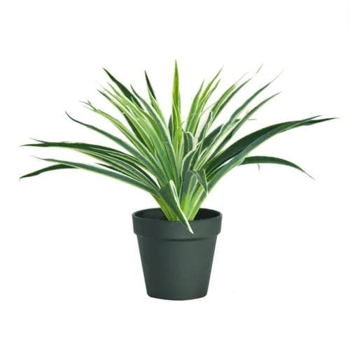 Spider Plant 30cm