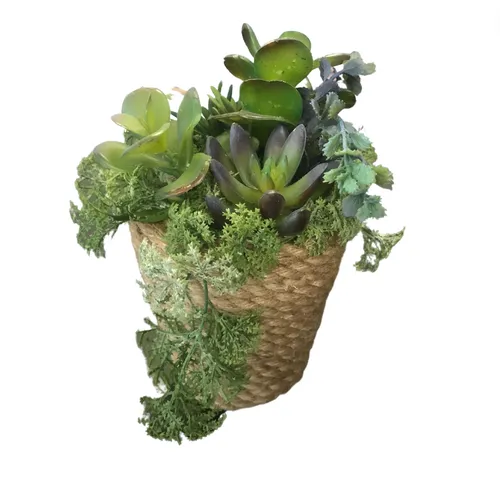Succulent in rope pot