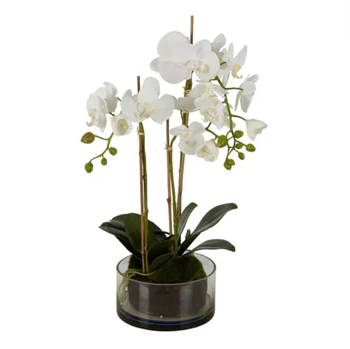 Orchid In Glass Bowl