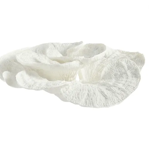 Sunburst White Coral